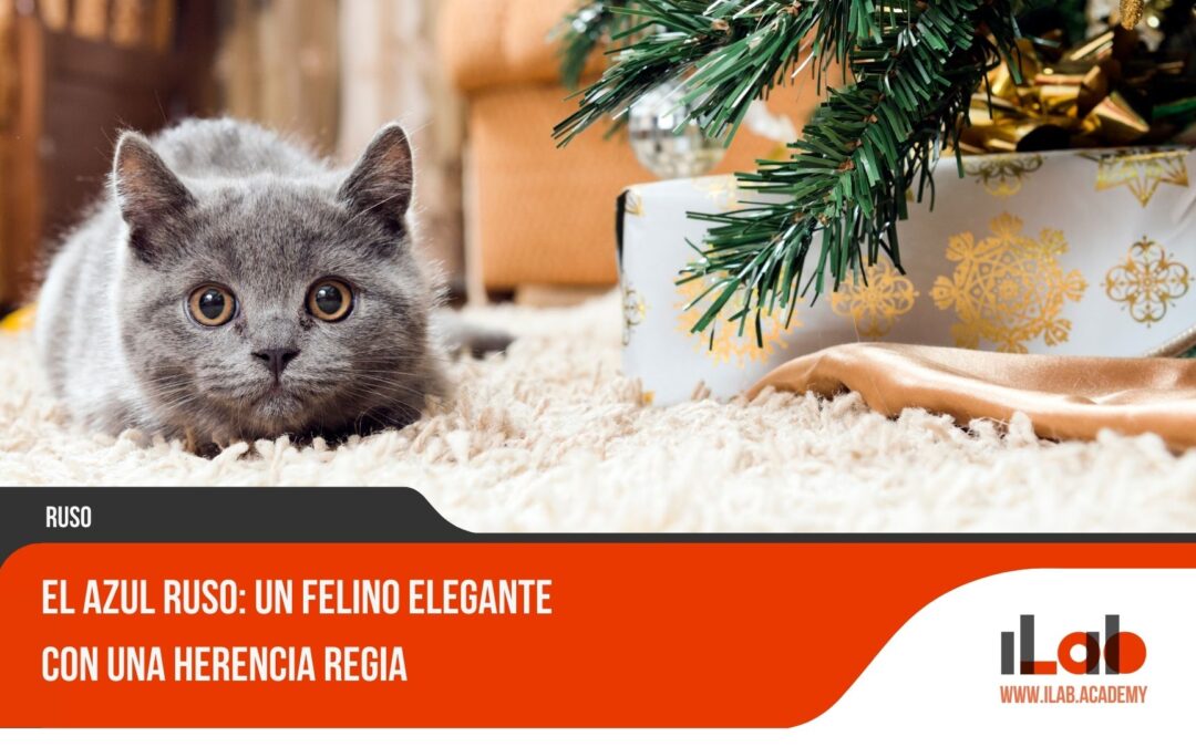 El Azul Ruso: un felino elegante con una herencia regia